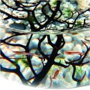 EcoSphere - Aquarium aus der NASA Weltraumforschung -...
